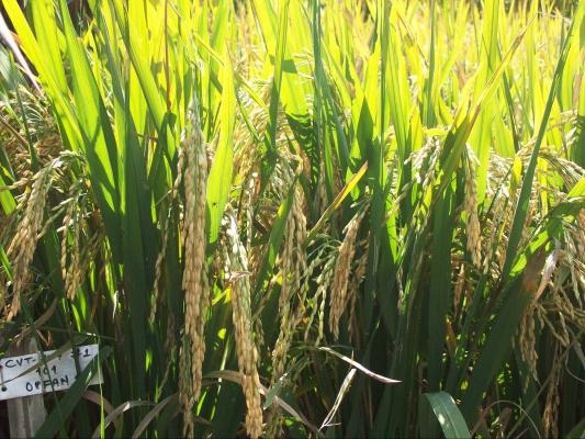 रौतहटमा धान उत्पादनमा २१ हजार मेट्रिक टनले गिरावट, किसान चिन्तित